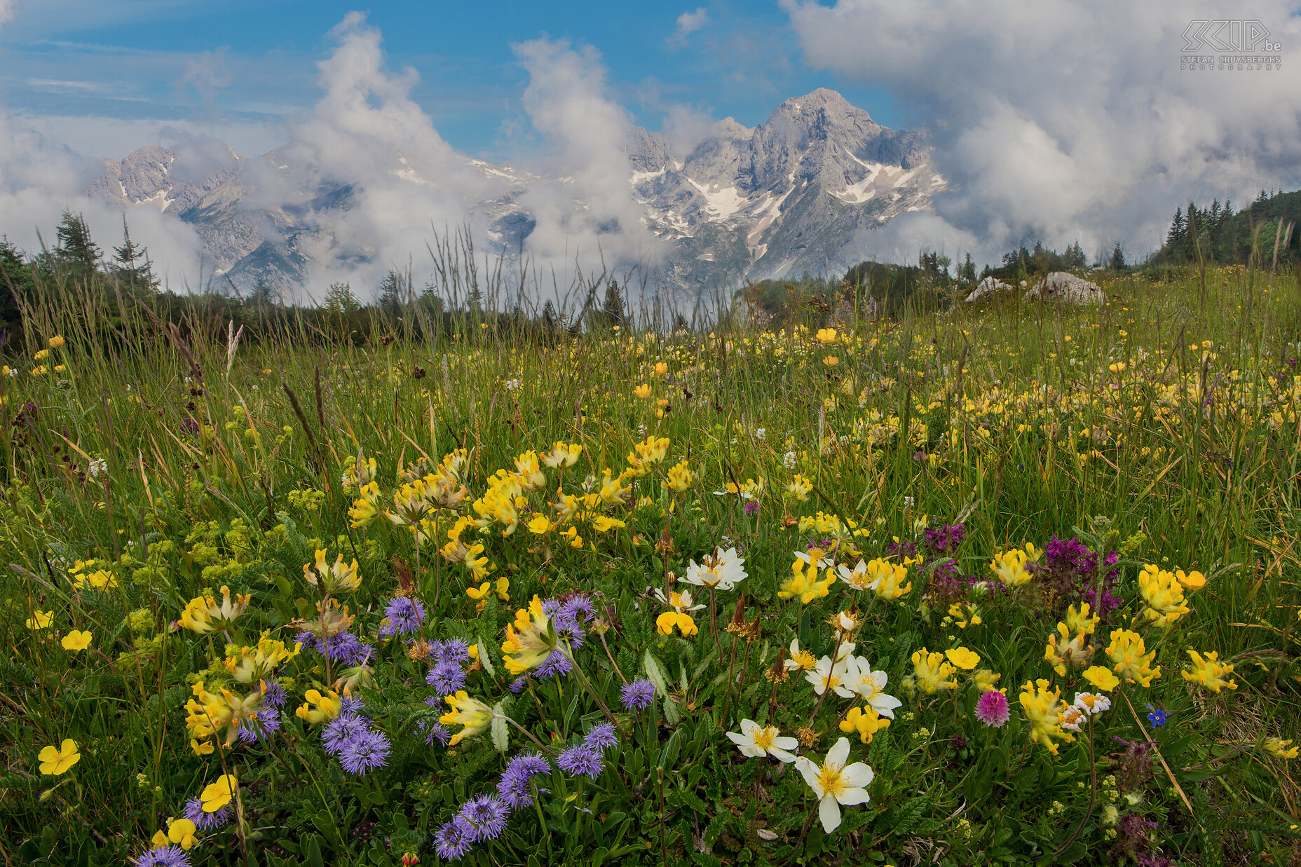 Velika Planina - Bloeiende alpenweide Een bloeiende alpenweide op 1600m hoogte op het Velika Planina plateau nabij Kamnik. Dit foto is een stack van 6 beelden. Stefan Cruysberghs